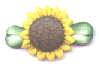 Sunflower Dot Pin